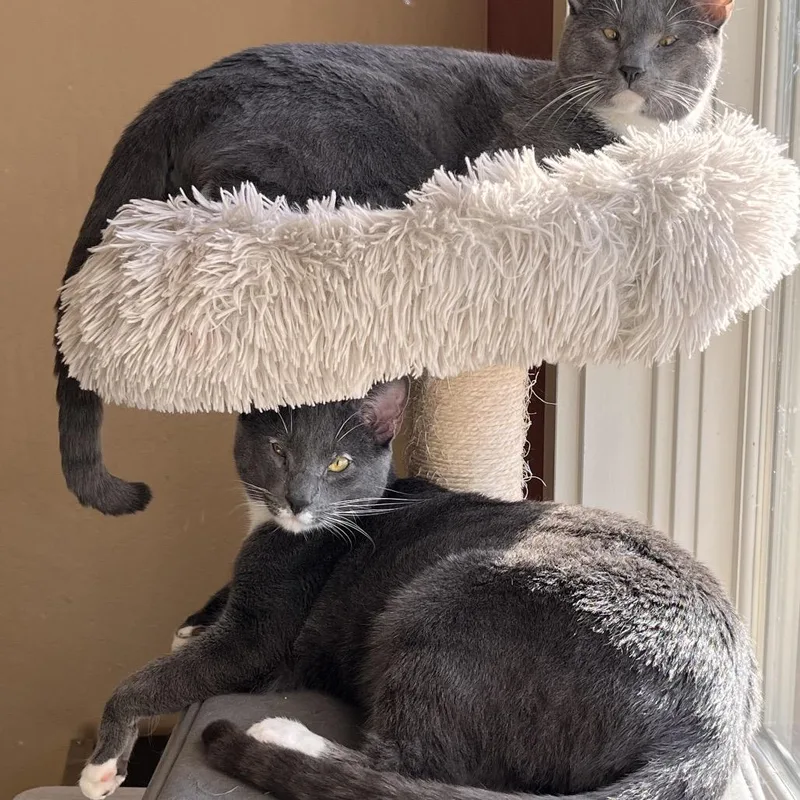 Bobby Brady thumbnail 2