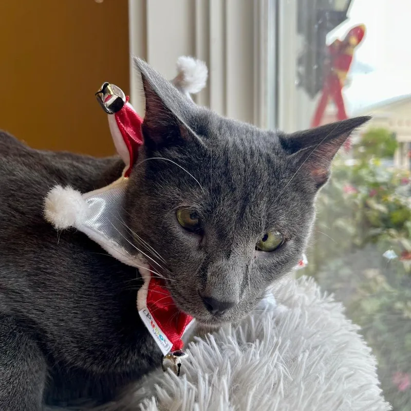 Bobby Brady thumbnail 4