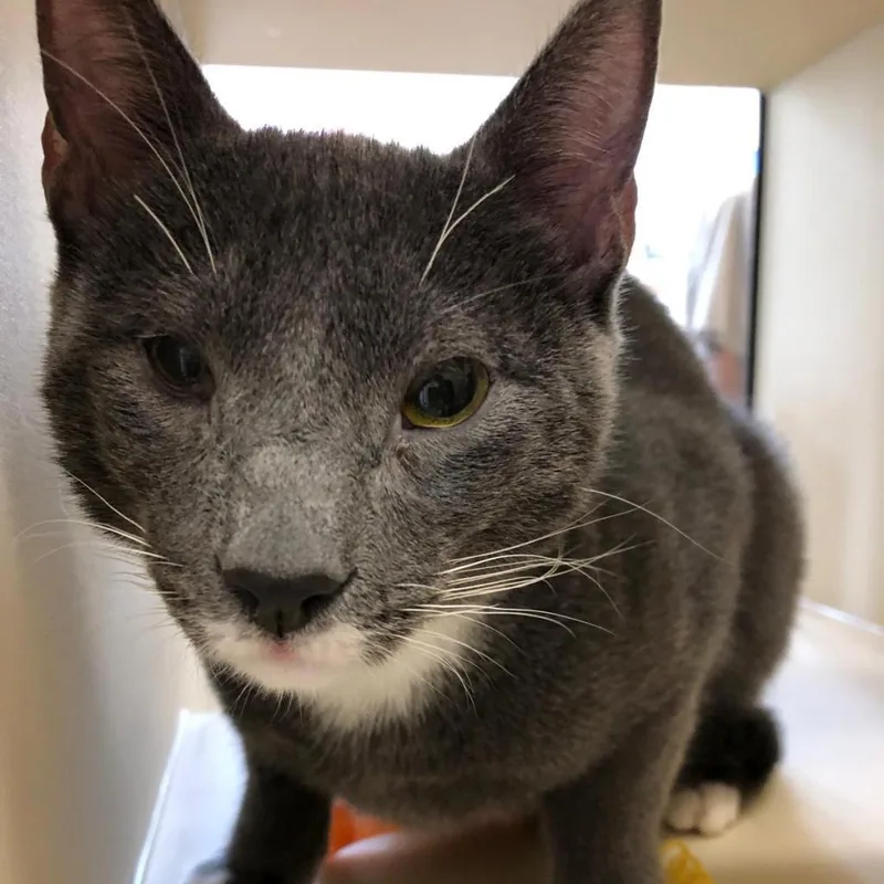 Bobby Brady thumbnail 5