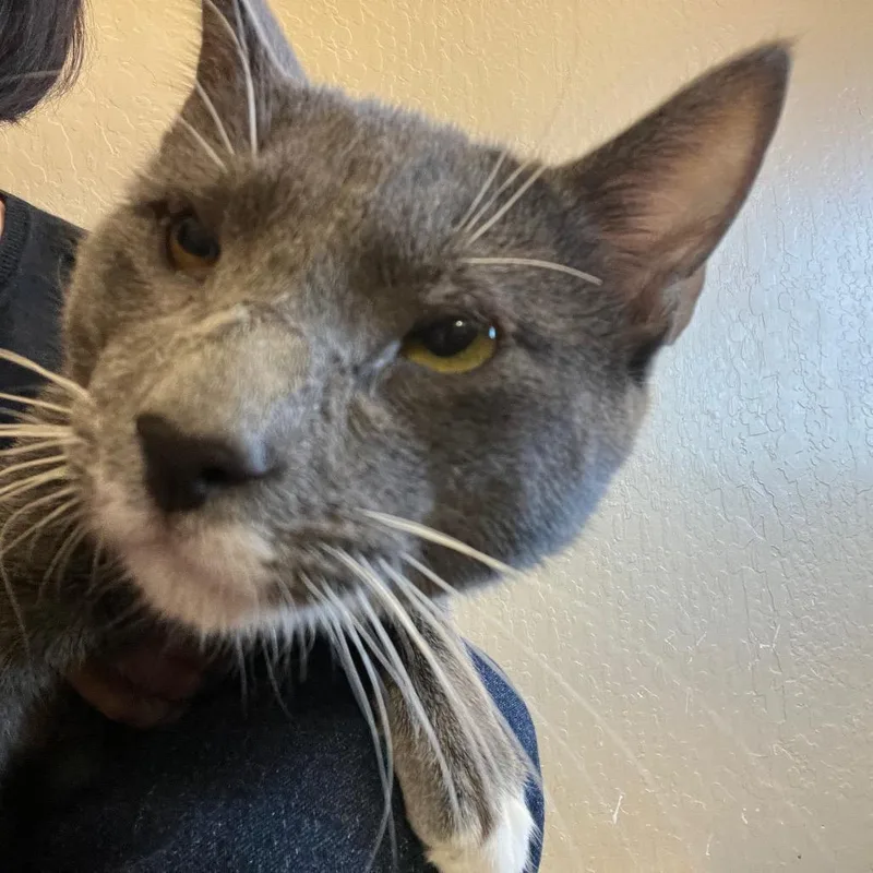 Bobby Brady thumbnail 6