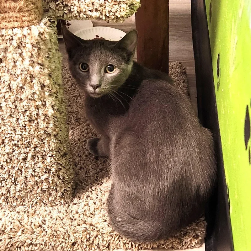 A young medium-sized male Gray / Blue / Silver Domestic Short Hair cat named Ty Cobb for adoption in Greenfield, IN