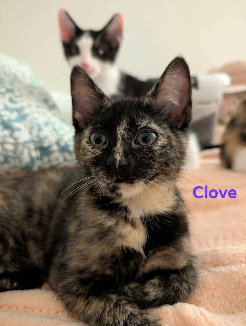 A baby medium-sized female Domestic Short Hair cat named Clove for adoption in Champaign, IL