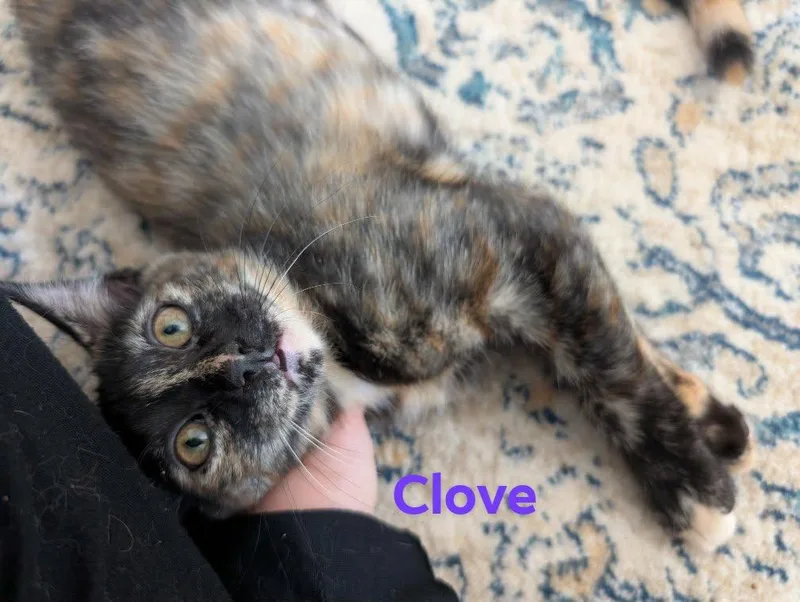 Clove thumbnail 2