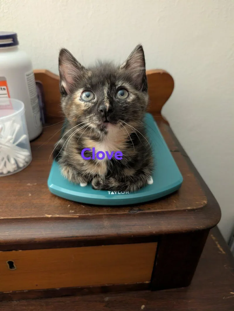 Clove thumbnail 3