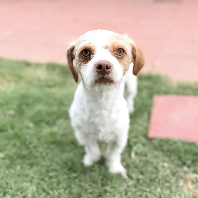 An adult small-sized male Terrier dog named Soldier for adoption in Riverside, CA