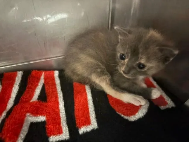 A baby small-sized female Domestic Short Hair cat named Wynn for adoption in Chatsworth, CA