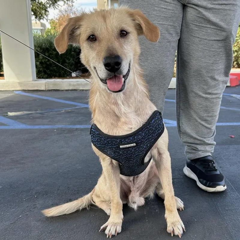 A young small-sized male Dachshund dog named Buddy for adoption in Huntington Beach, CA