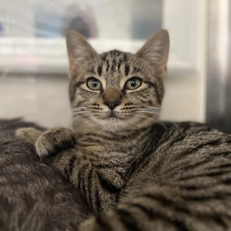 A young medium-sized male Brown / Chocolate Domestic Short Hair cat named Baby Bizz for adoption in Mount Laurel, NJ