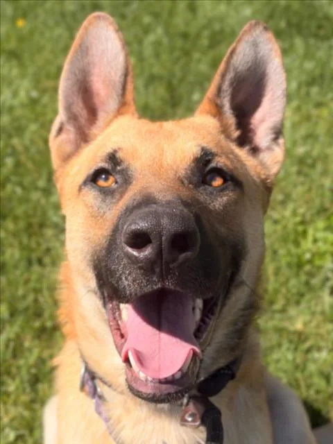 A young large-sized male German Shepherd Dog dog named Tambourine for adoption in Woodland, CA