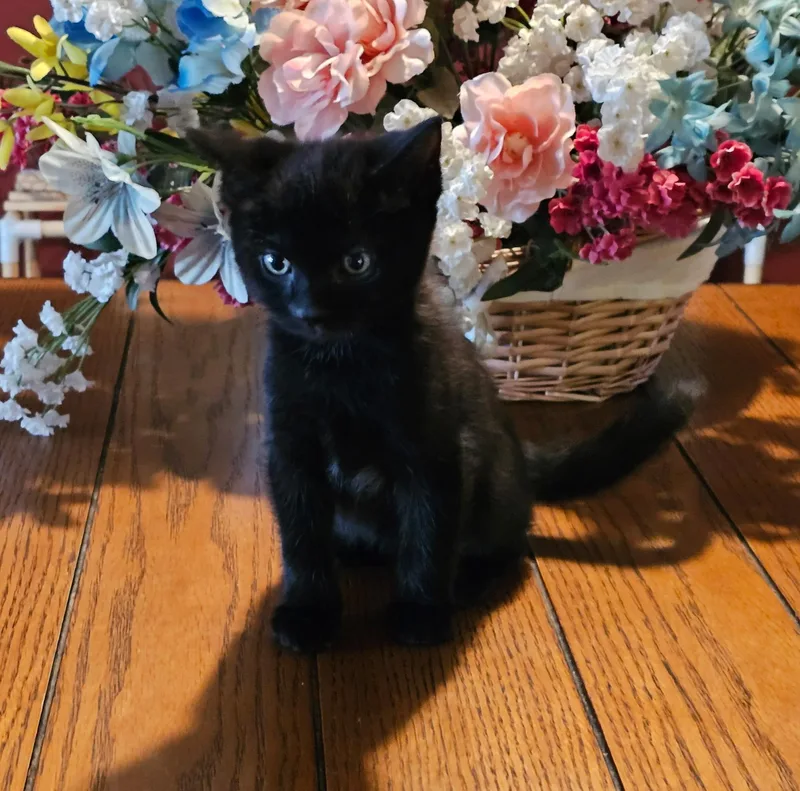A baby medium-sized female Black & White / Tuxedo Domestic Short Hair cat named Glacier for adoption in Sonora, CA