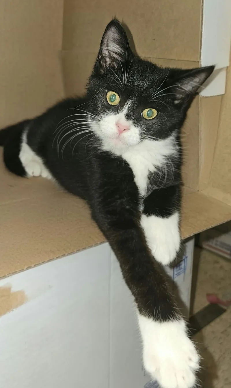 A young medium-sized male Black & White / Tuxedo Domestic Short Hair cat named Elvis for adoption in Belchertown, MA