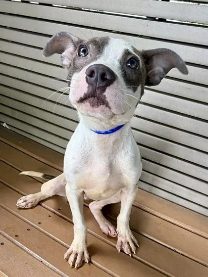 A baby medium-sized female Pit Bull Terrier dog named Poppy for adoption in New Orleans, LA