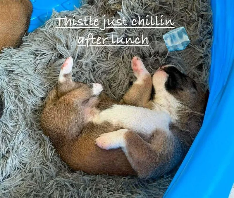 A baby small-sized female Tricolor (Brown, Black, & White) Belgian Shepherd / Malinois dog named Flower Patch Litter Thistle for adoption in Imlay City, MI