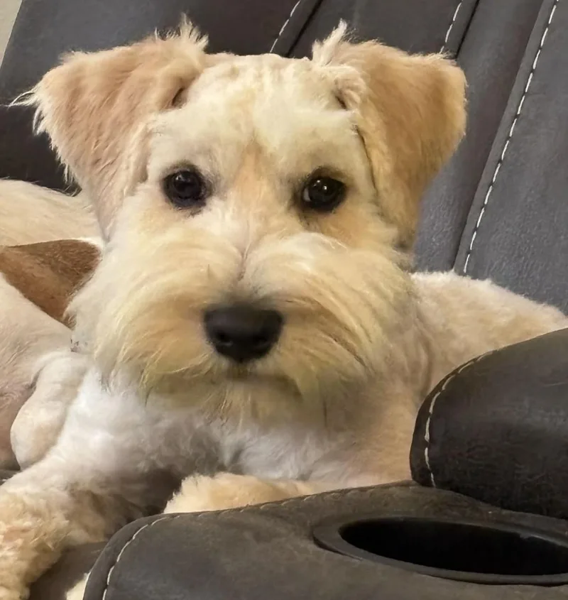 A young small-sized male White / Cream Miniature Schnauzer dog named Pogo for adoption in Louisburg, KS