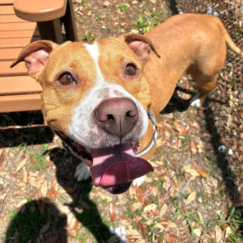 An adult medium-sized female Yellow / Tan / Blond / Fawn Mixed Breed dog named Creek for adoption in Jacksonville, FL