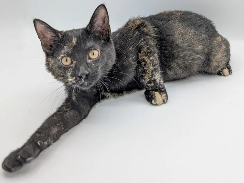 A baby small-sized female Domestic Short Hair cat named Bonnie for adoption in Powell, OH