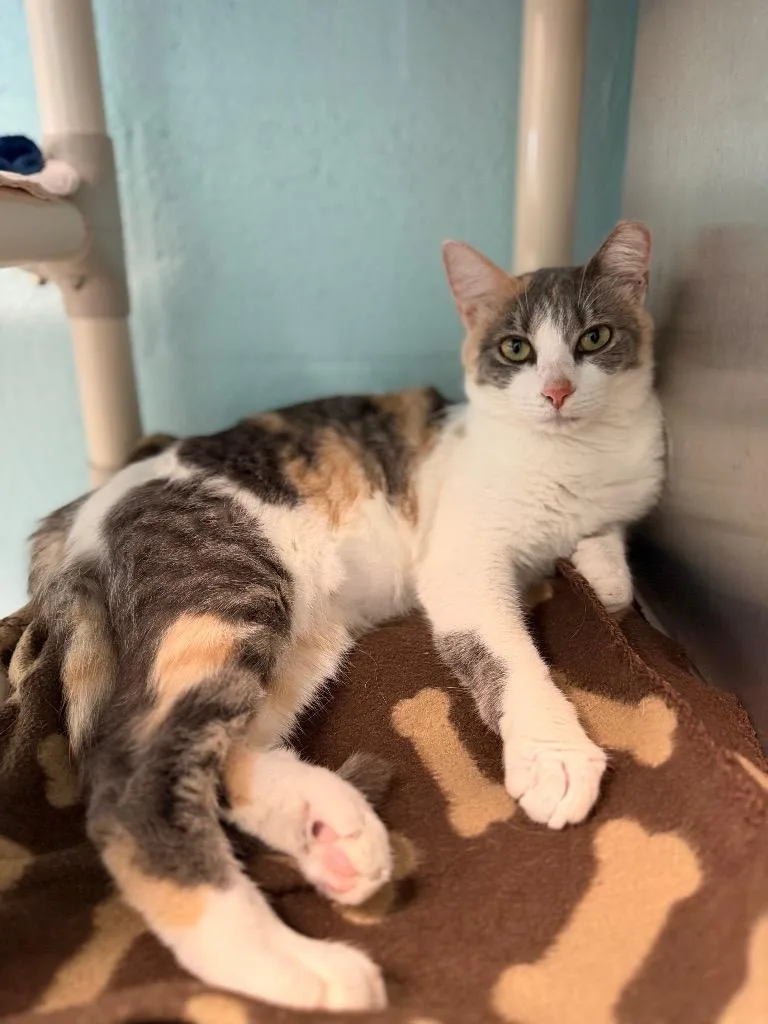 A baby small-sized female Domestic Short Hair cat named Granola for adoption in Cape Coral, FL