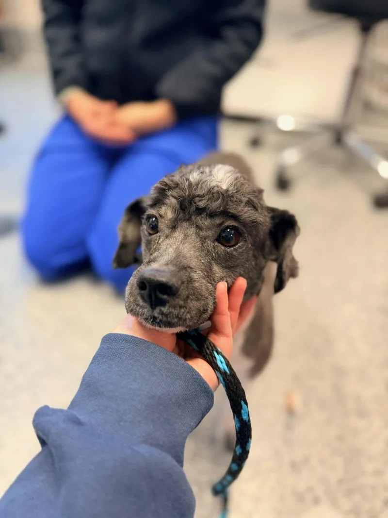 An adult small-sized male Black Terrier dog named Bruster for adoption in Manassas, VA