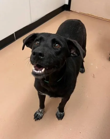 An adult large-sized male Labrador Retriever dog named Loki for adoption in Phoenix, AZ