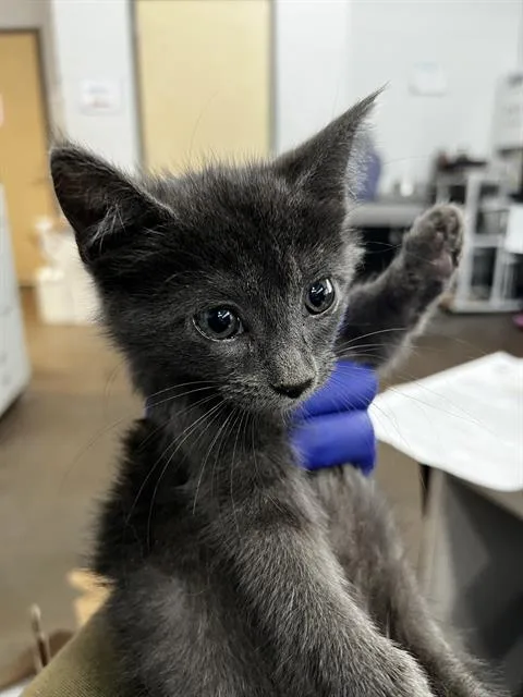 A baby medium-sized female Domestic Medium Hair cat named Squid for adoption in Dallas, TX