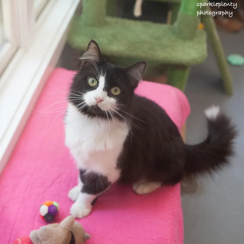 A young medium-sized female Black & White / Tuxedo Domestic Medium Hair cat named Mrs. Tippy for adoption in Ridgefield, CT