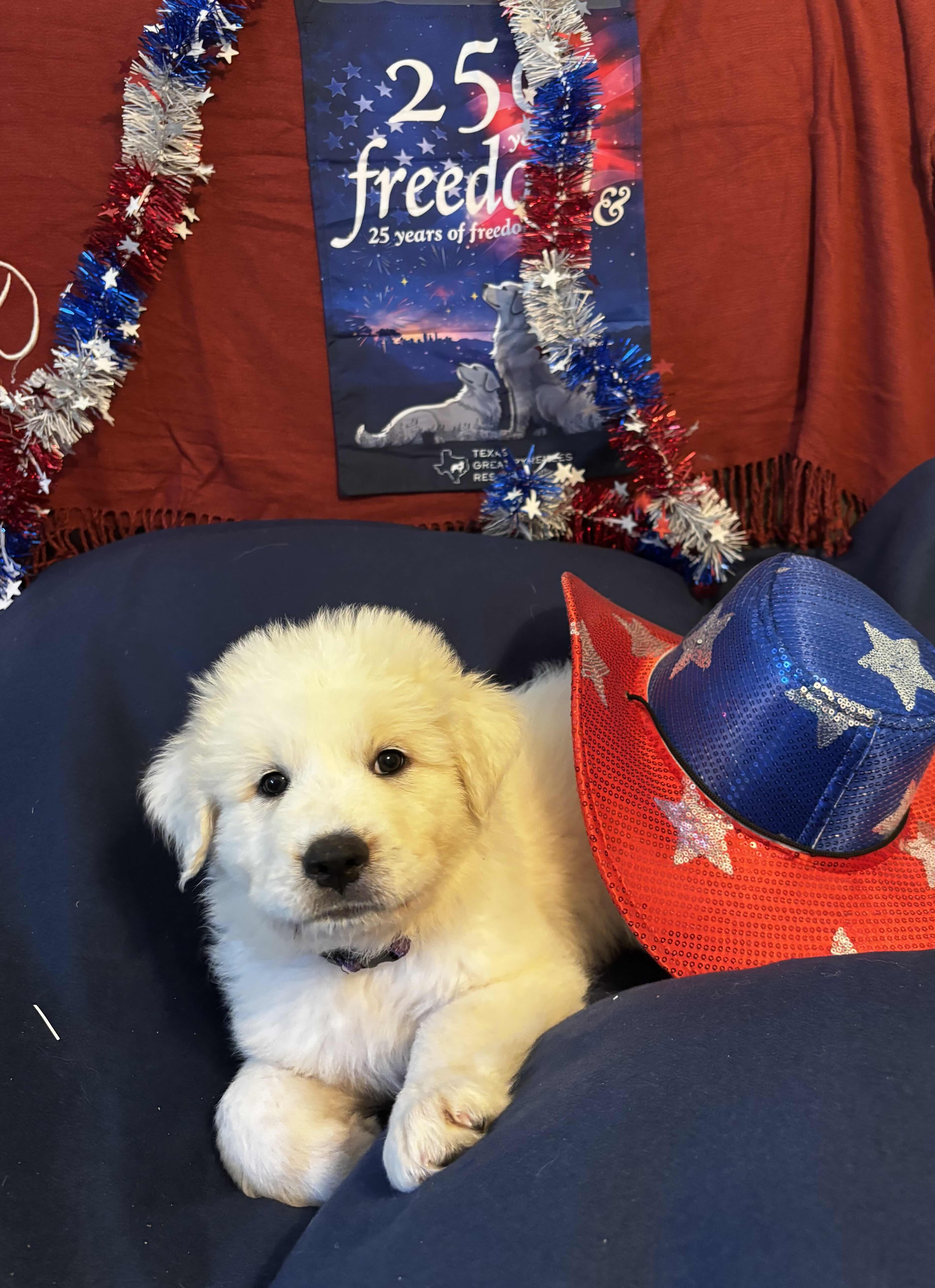 A baby large-sized female Great Pyrenees dog named Liberty Bell DFW of for adoption in Quinlan, TX
