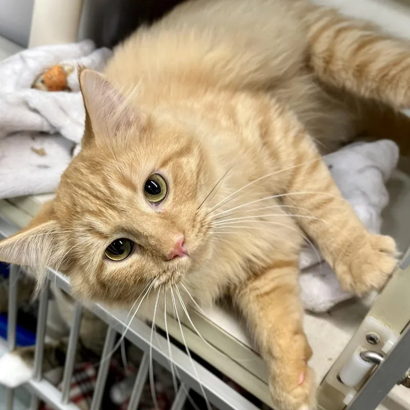 A young medium-sized male Domestic Long Hair cat named Parsnip for adoption in Inver Grove Heights, MN