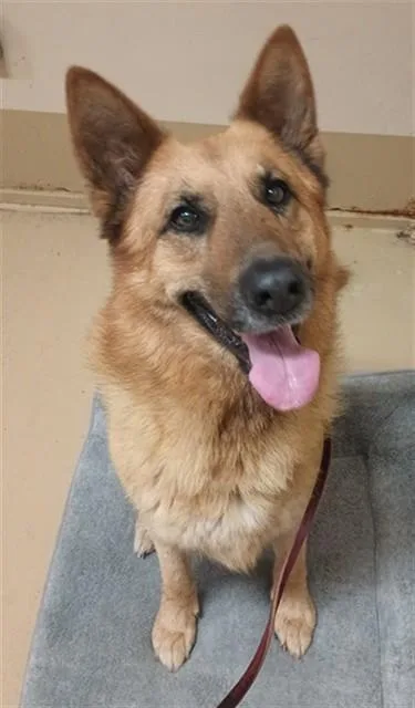 A young large-sized male German Shepherd Dog dog named Johnny for adoption in Chula Vista, CA