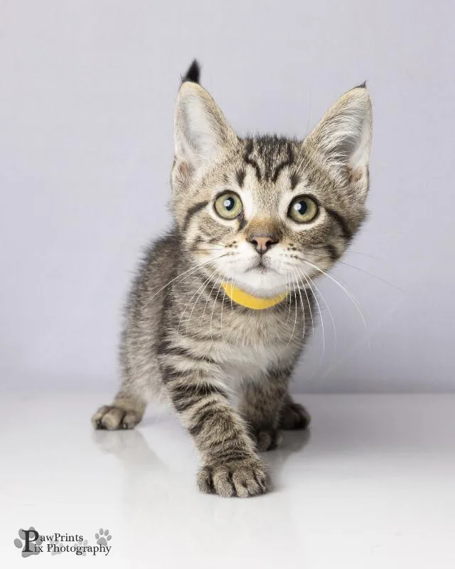 A young medium-sized male Domestic Short Hair cat named Baxter for adoption in Maryville, TN