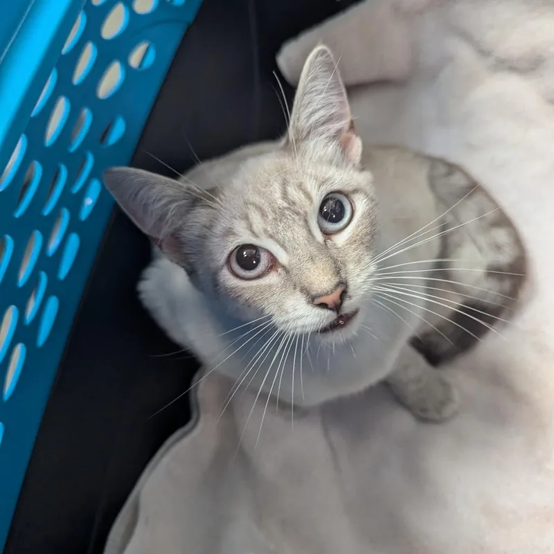 A young medium-sized female Domestic Short Hair cat named Jewel for adoption in Santa Barbara, CA