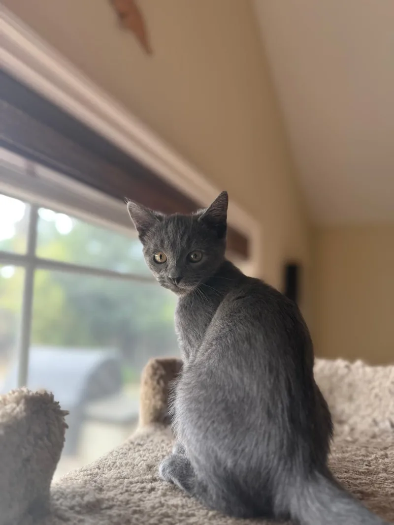 A young small-sized female Gray / Blue / Silver Russian Blue cat named Flo for adoption in Los Angeles, CA