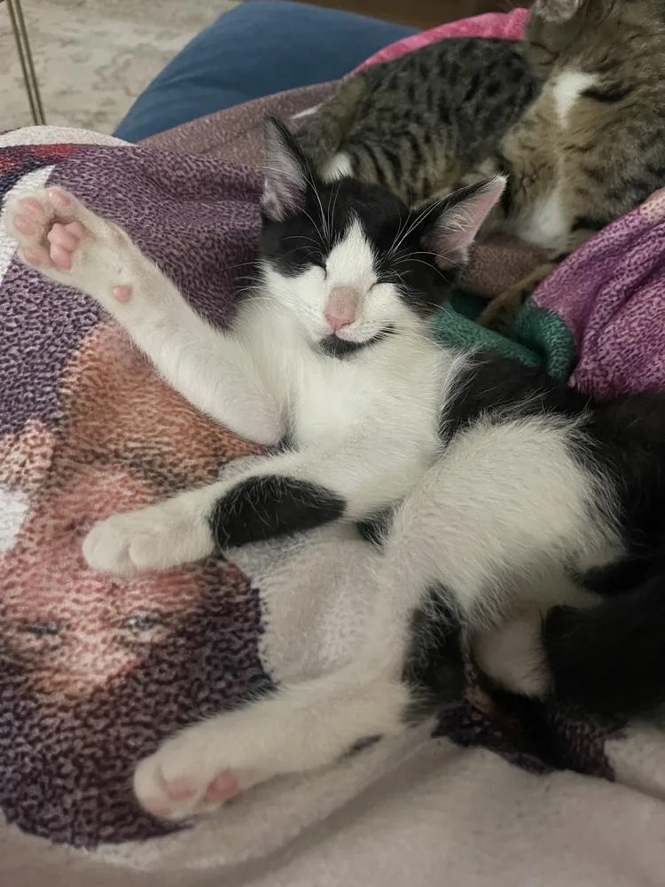 A baby small-sized male Black & White / Tuxedo Domestic Short Hair cat named Muppet for adoption in Dallas, TX