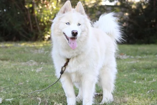 An adult large-sized male Siberian Husky dog named Aeon for adoption in Oceanside, CA