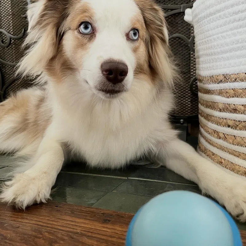 A young medium-sized female Australian Shepherd dog named Penny. COURTESY LISTING ONLY for adoption in Louisburg, KS