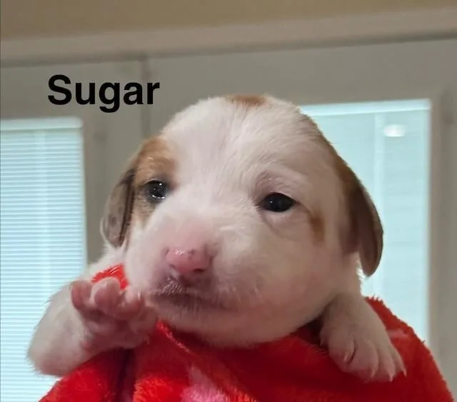 Sugar cube