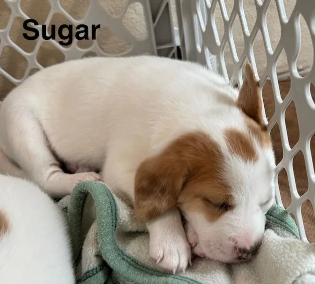 Sugar cube thumbnail 3