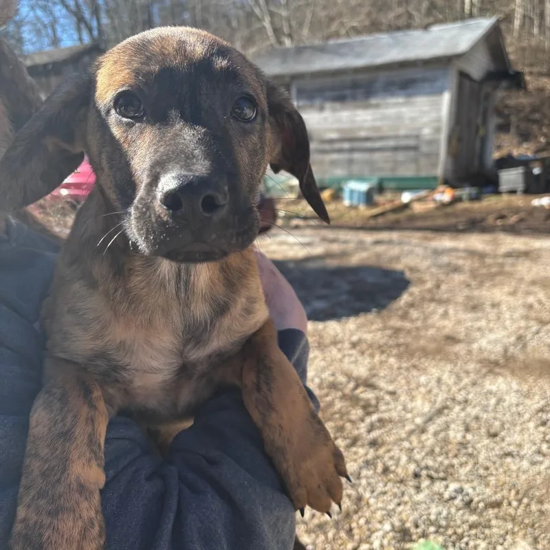 Tiger Pax thumbnail 2