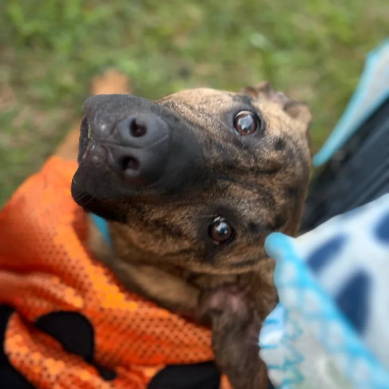 Tiger Pax thumbnail 3