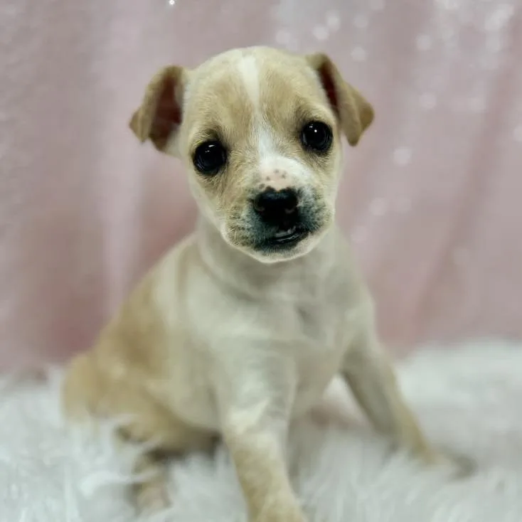 A baby small-sized female Yellow / Tan / Blond / Fawn Mixed Breed dog named Jill for adoption in Alexandria, VA