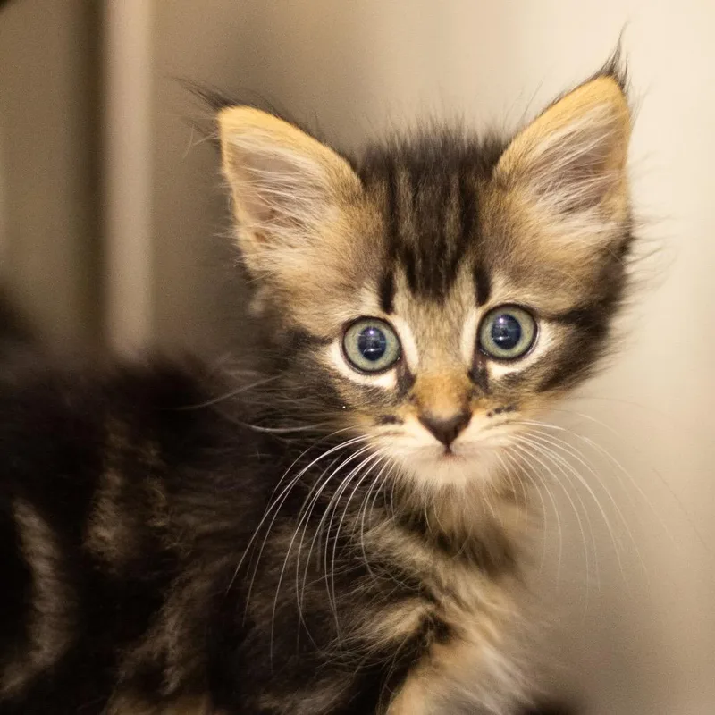 A baby small-sized female Domestic Medium Hair cat named Tia for adoption in Cumming, GA