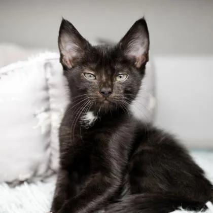 A baby small-sized female Black Domestic Short Hair cat named Cupid for adoption in Atlanta, GA