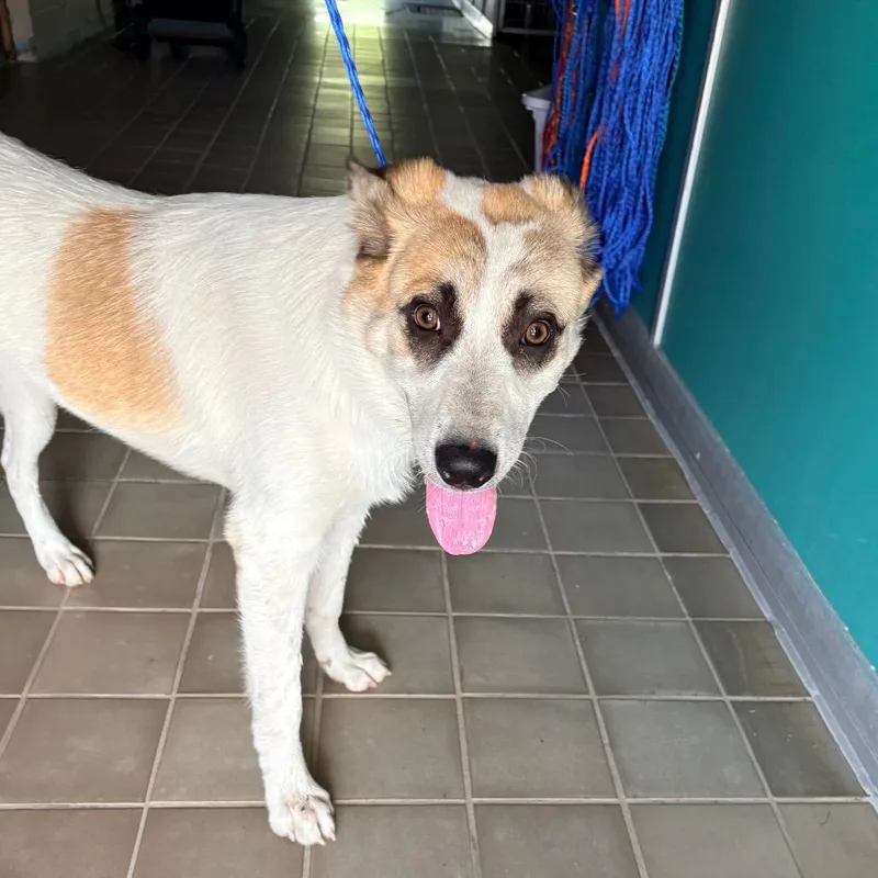 An adult medium-sized female White / Cream Anatolian Shepherd dog named Aspen for adoption in Bryan, TX