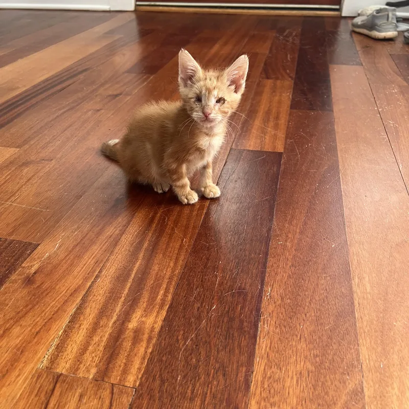 A baby small-sized male Tabby (Orange / Red) Tabby cat named Frankie for adoption in Columbia, SC