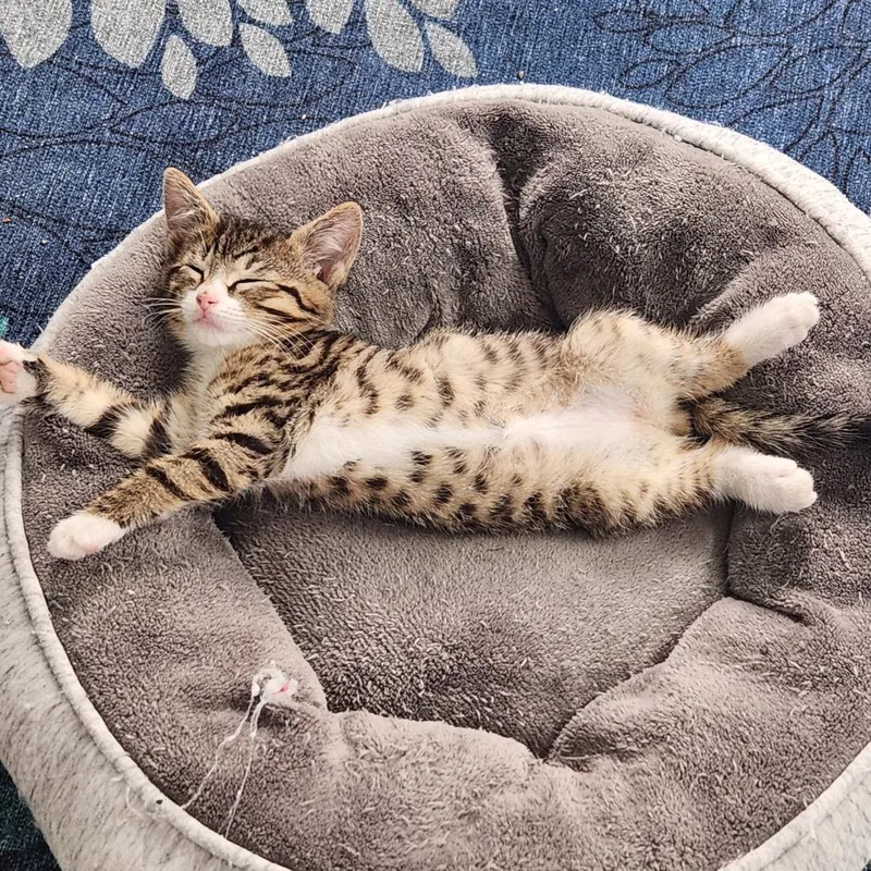 A baby small-sized male Brown / Chocolate Domestic Short Hair cat named Willie for adoption in Baltimore, MD