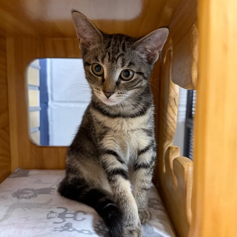 A baby small-sized female Brown / Chocolate Domestic Short Hair cat named Butterfly for adoption in Hampton Bays, NY