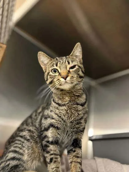 A young large-sized female Domestic Short Hair cat named Virginia for adoption in Verona, WI