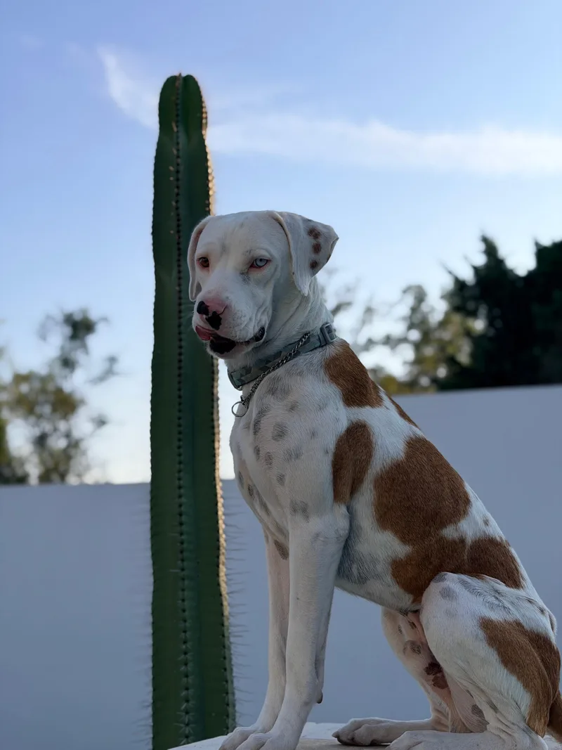 A young medium-sized female Boxer dog named Isidro for adoption in Manvel, TX