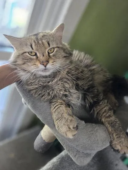An adult medium-sized male Domestic Long Hair cat named Dr. Robby for adoption in Berwick, PA