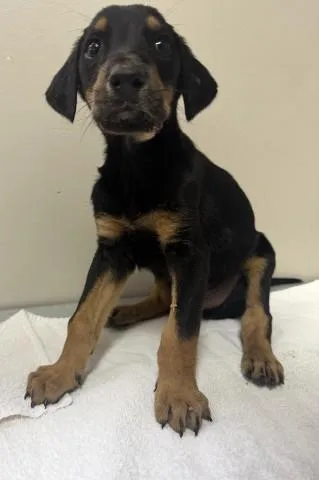 A baby small-sized male Doberman Pinscher dog named Jack for adoption in Redlands, CA