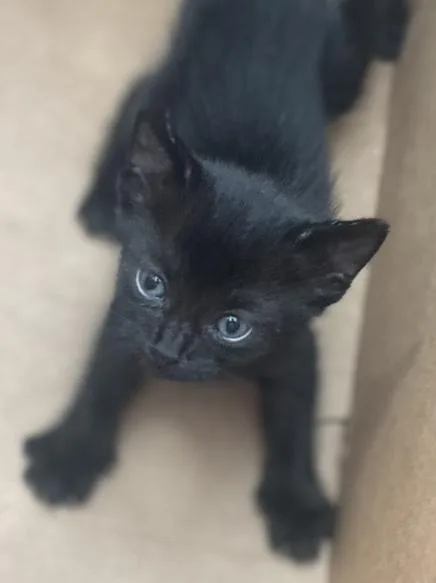 A baby medium-sized female Domestic Short Hair cat named Amber for adoption in Dallas, TX